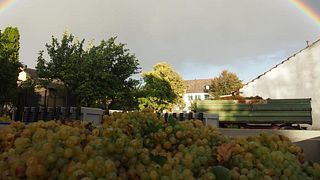 Cata de vinos y visita guiada en Weingut Alois Höllerer