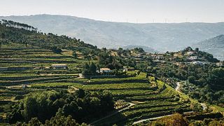 Visite privée premium de Vinho Verde et de la vallée du Douro : visite de 3 établissements vinicoles avec dégustations de vins et déjeuner