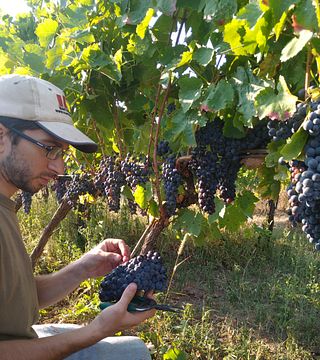 Cantina Giacomo Simone