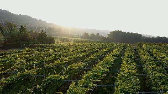 Degustação de vinhos e tour na Cantina della Serra