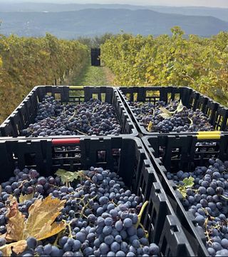 Degustazione Sommelier