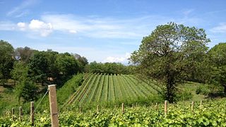 Wine Tasting and Tour at Azienda Agricola Fiorotto