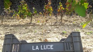 Michele Laluce Winery