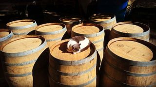 Upper Hungary's Sweetest Tokaj Wine & Vineyard Tour