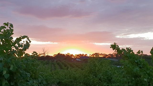 Smidge Wines