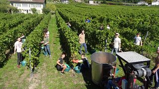 Visite et dégustation au Domaine 4810