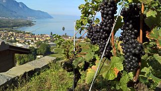 Cata de vinos en Domaine Bertholet
