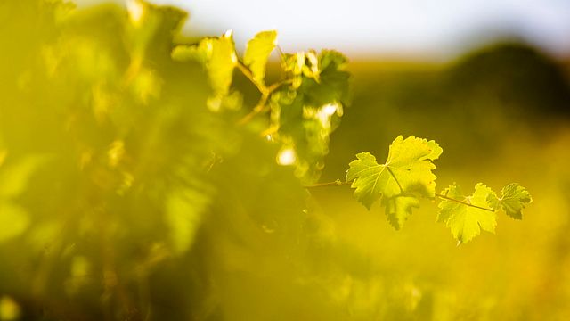 Elk Wines