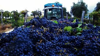 Degustazione di vini e visita alle Fattorie Giannozzi SS