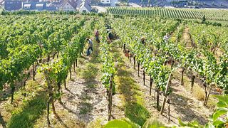 Baden Wine & Cellar Tour with Tasting