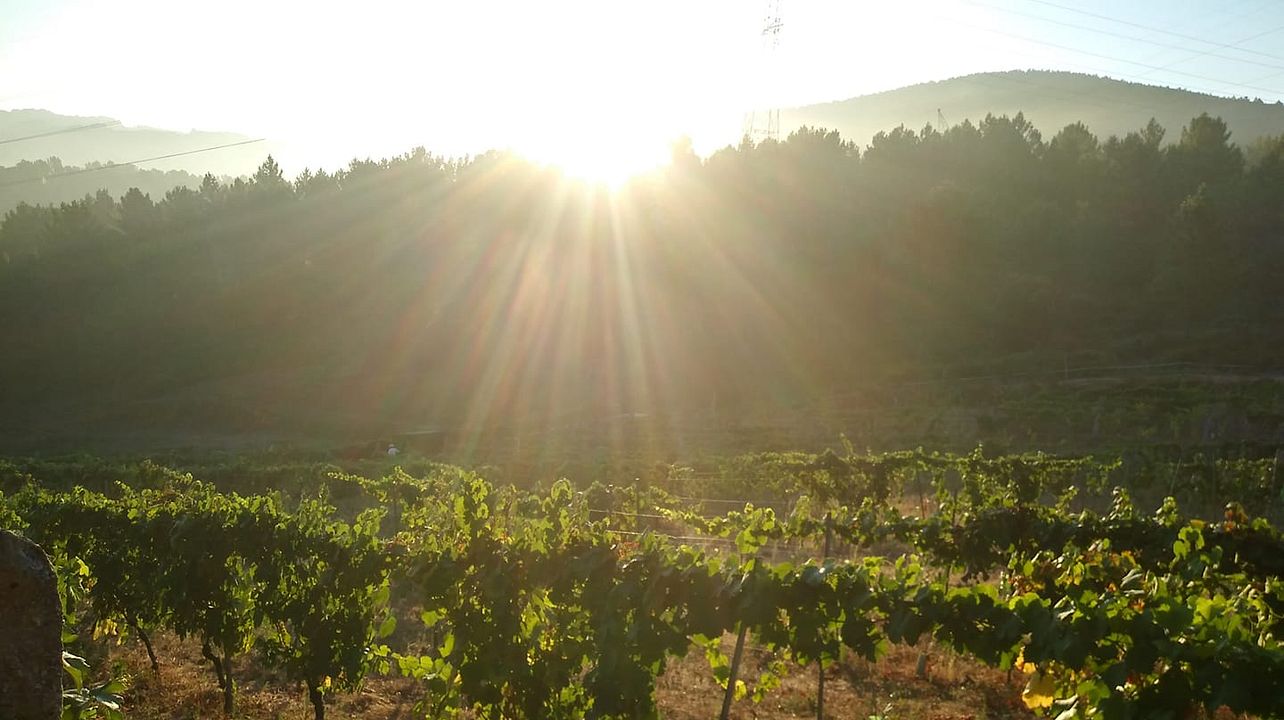 Adega Pousadoiro Winery