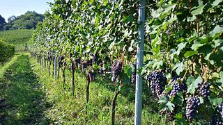 Vinprovning och rundtur på Cascina Vèngore