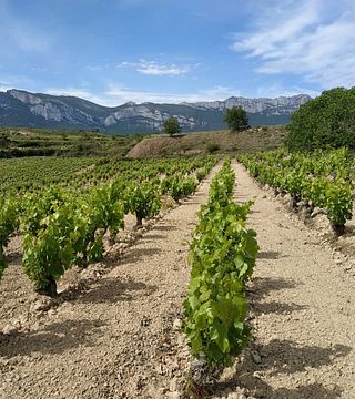 Cata de vinos y visita guiada en Clos Ibai