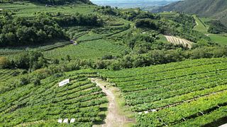 Premium-Weinprobe bei Castellani Michele & Figli