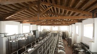 Weinprobe und Tour im Gigliotto Tenute