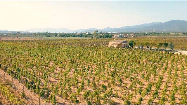 Experiência única de vinho de Maiorca