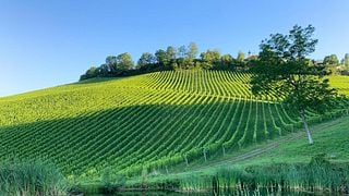 Weingut Tement