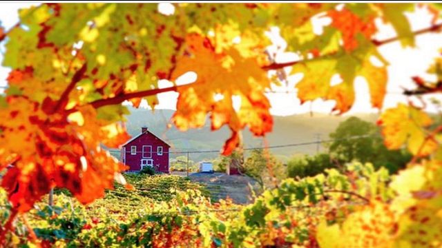 Cata de vinos y visita guiada en Optima