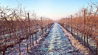 Wine Tasting and Tour at Vigneti Zanatta
