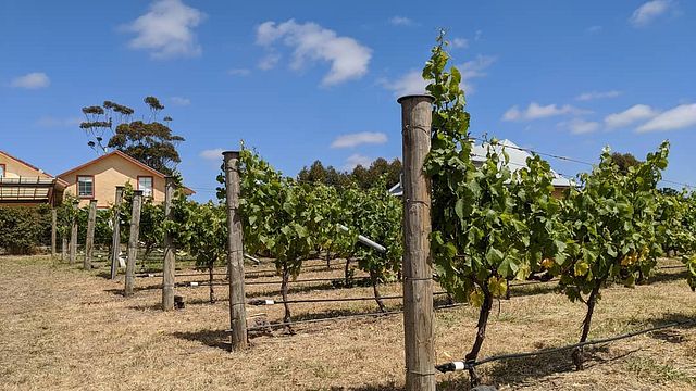 Lethbridge Wines