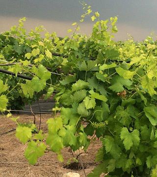 Degustação de vinhos e tour na vinícola Medina River