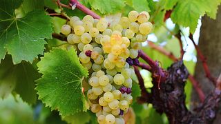 Dino Limiti Winery