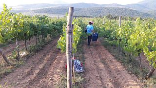 Weinprobe und Führung im Weingut Borovitza
