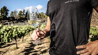 Visite du vignoble de montagne d'Arafo et dégustation de vins biologiques.
