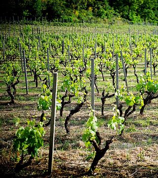 Sicily Wine Journey: Tour & Tasting at Vasari 1628
