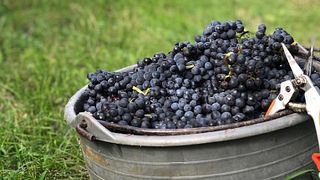 Weinprobe und Führung bei der Winzerfamilie Gregor Schup