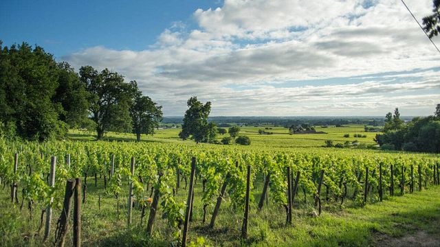 Bordeaux Organic Grand Cru Tasting at Château Coutet