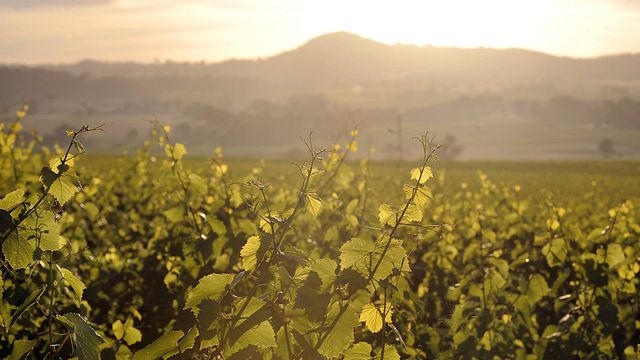 Craigmoor Wines