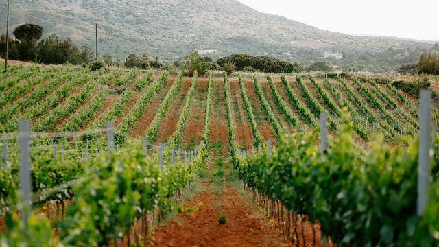 Ktima Tselepos Winery