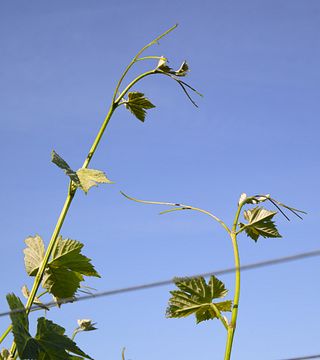 Azienda Agricola Toscani