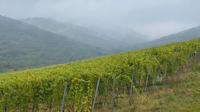 Bardon Winery - Tokaj