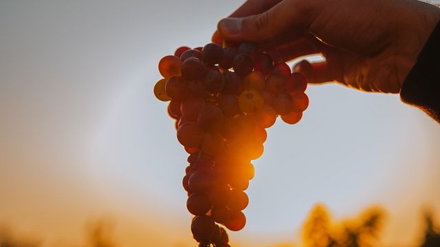 Pranzo leggero e degustazione di vini a Vetrère