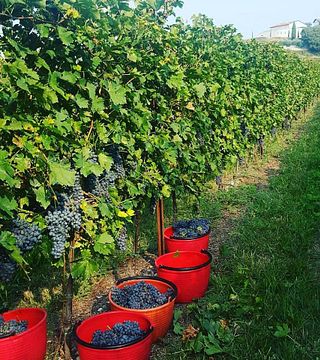 Premium-Weinprobe und Tour bei Azienda Agricola Aldo Adami