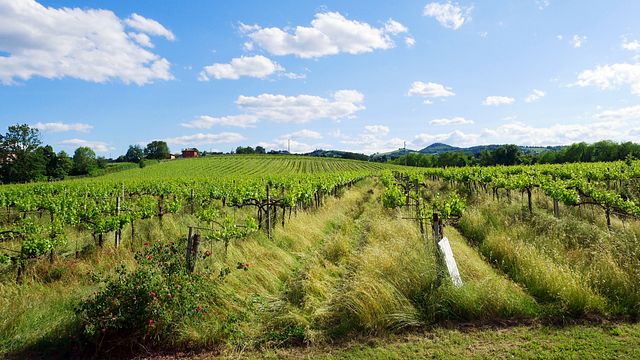 Premium vinprovning "Storia": 5 viner och mat