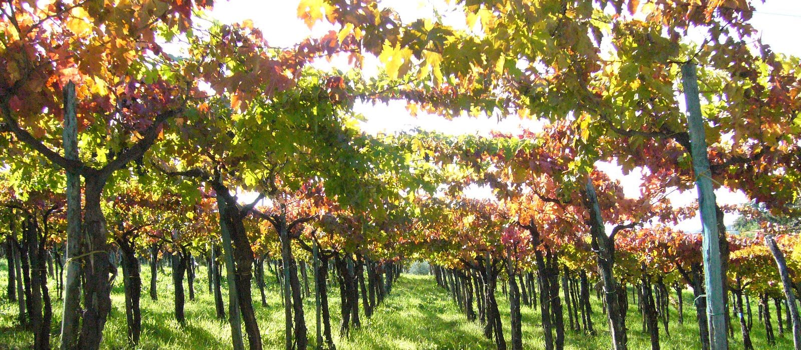 Colline Teatine Wine Festival
