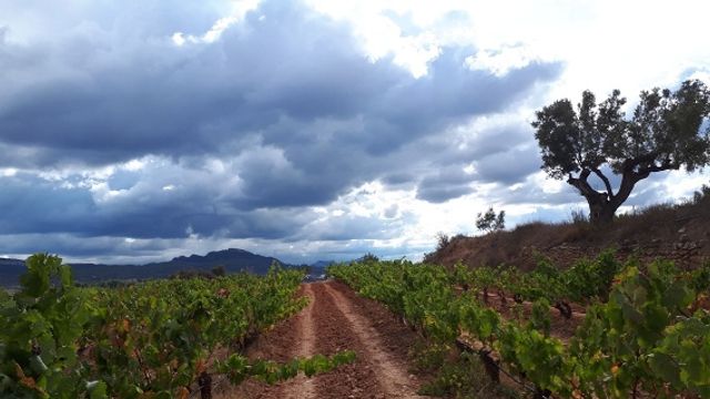 Dégustation et visite de vins au Celler Coma D'en Bonet