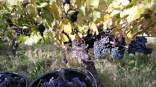 Degustazione di vini e tour al Domaine Marc Jambon & Fils