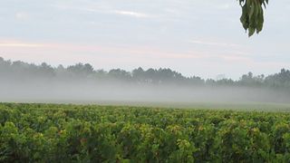 Vignobles Arbo