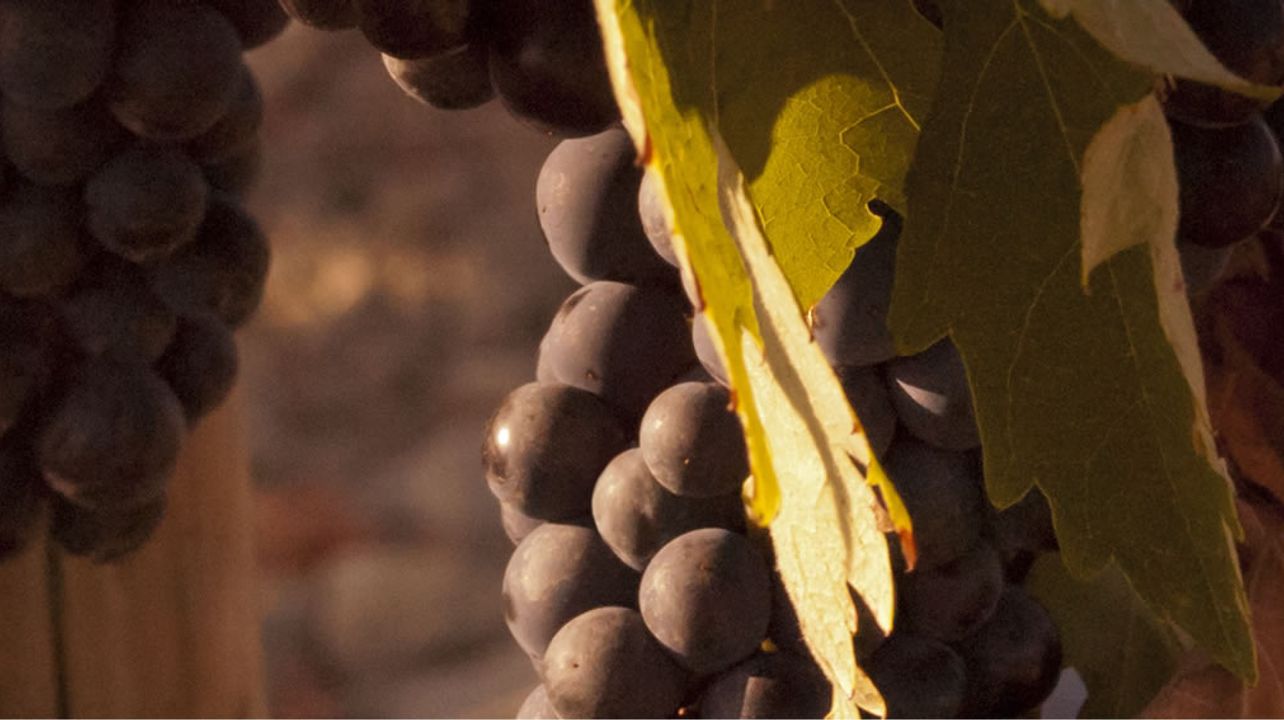 Degustazione di vini a Pedro Guilherme Andrade