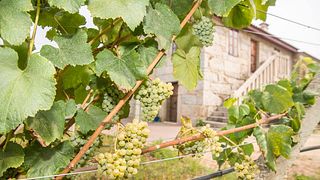 Weinprobe mit Snacks bei Corisca