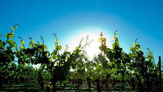 Marlborough Mahi Winery: Barrel to Glass Journey