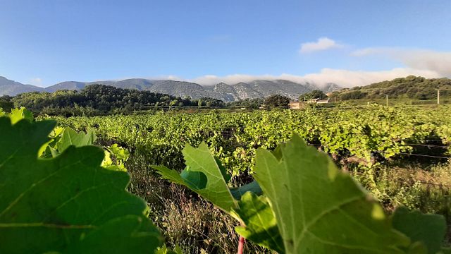 Balade à vélo dans les vignobles du Luberon