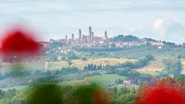 Tuscan Vineyard & Cellar Tour at La Roccaia