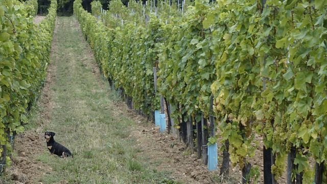 Dégustation de vins et visite de la cave Harsányi