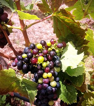 Visita guidata con degustazione alle Bodegas El Sitio