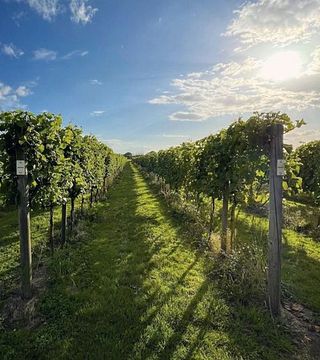Yorkshire Heart Wine Estate